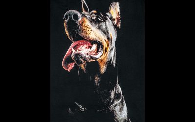 On Design: Dog Days