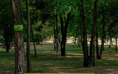 Atlantis Expands Sustainability Efforts Through Bosco dei Racconti Forest Project